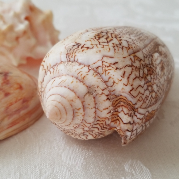 Natural Sea Shells - Picture 2 of 15